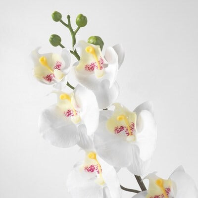 IKEA SMYCKA Artificial flower, Orchid/white | IKEA Artificial plants & flowers | IKEA Plants & flowers | IKEA Decoration | Eachdaykart