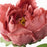 IKEA SMYCKA Artificial flower, Peony/dark pink | IKEA Artificial plants & flowers | IKEA Plants & flowers | IKEA Decoration | Eachdaykart