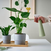 IKEA TOMAT Spray bottle, light green | IKEA Growing accessories | IKEA Plants & flowers | IKEA Decoration | Eachdaykart - EachDayKart
