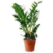 IKEA ZAMIOCULCAS Potted plant, Aroid palm | IKEA Plants | IKEA Plants & flowers | IKEA Decoration | Eachdaykart - EachDayKart